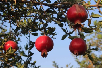  Mak Life Pomegranate Farming